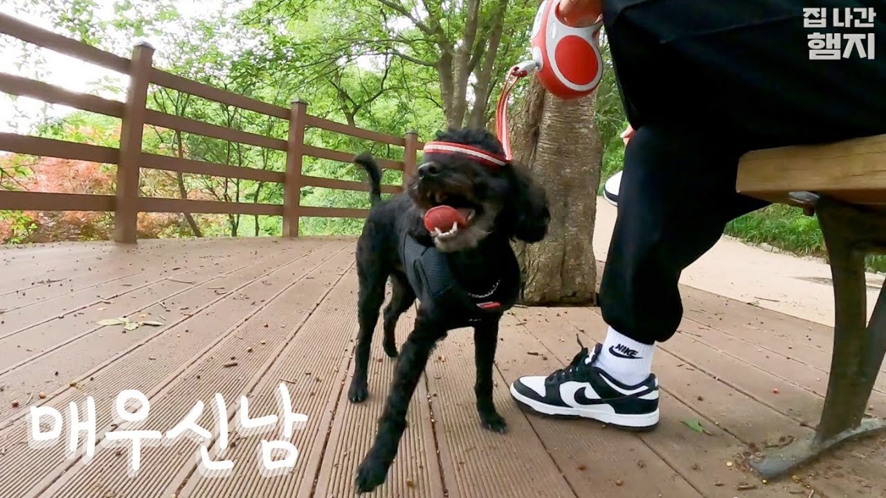 Travel to Gangneung without plan after take a walk with Jjajang #1