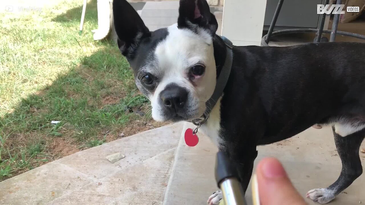 Un bulldog se bat contre un compresseur d'air