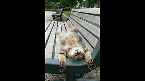 Cute Funny Cat Relaxing