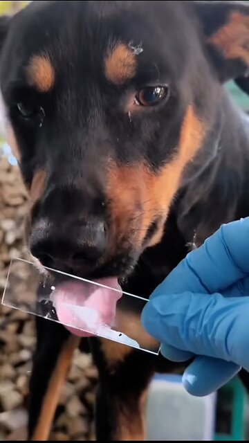 Under The Microscope Dog Saliva ......#Microscope #microscope_world #dog #doglover