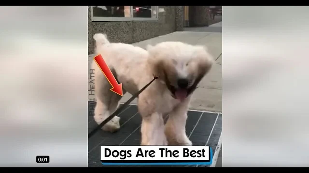 Dogs Are The Best