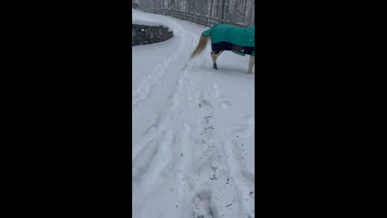 Tallulah having fun playing in the snow.