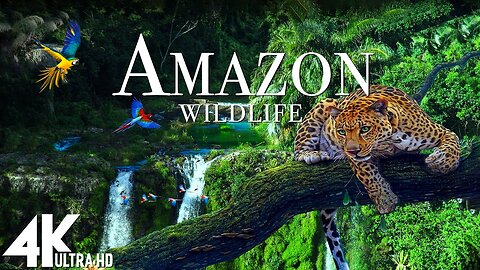 Animals of Amazon 4K - Animals That Call The Jungle Home - Amazon Rainforest -Scenic Relaxation Film