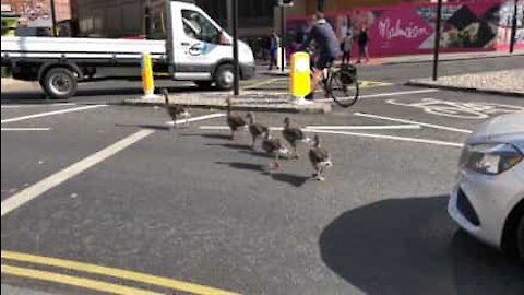 Tenerissima famigliola di anatre blocca il traffico a York!