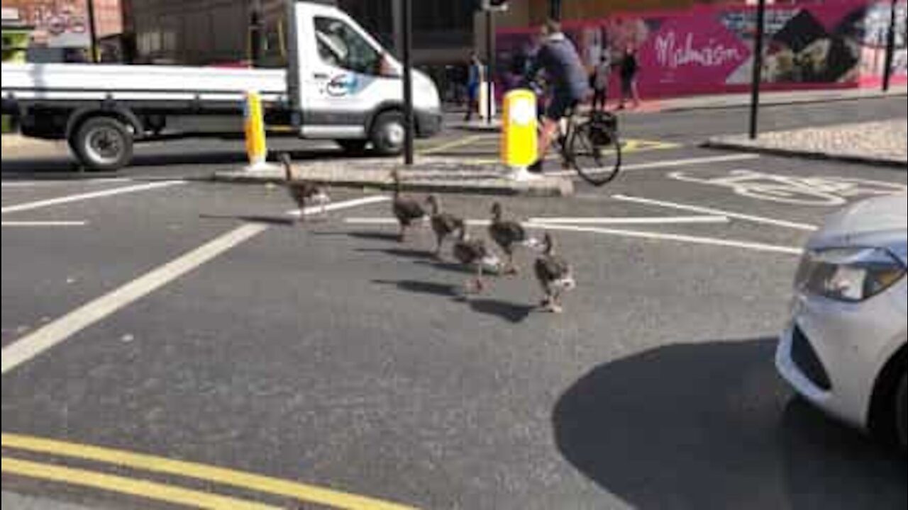 Tenerissima famigliola di anatre blocca il traffico a York!