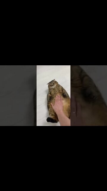 ⚠️FAKE SITUATION ⚠️FAKE CAT⚠️#shorts