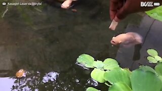 Tutto è più bello in slow-motion, anche un pesce che mangia!