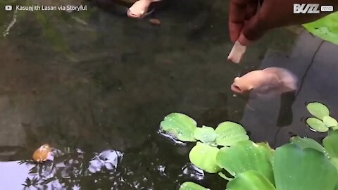 Tutto è più bello in slow-motion, anche un pesce che mangia!