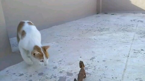 funny cat Cat new friend 30 second video