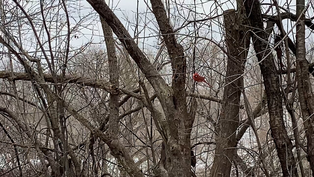 Cardinal and friends