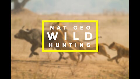 Wild ANIMALS Hunting the Prey | Compilation videos |