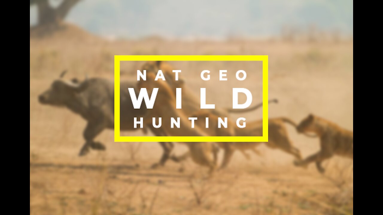 Wild ANIMALS Hunting the Prey | Compilation videos |