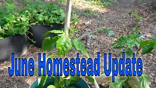 June Homestead Update