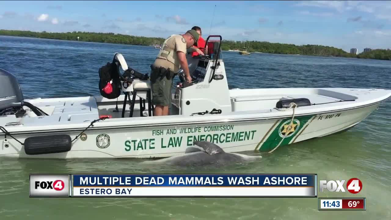 Several mammals found dead in Estero Bay