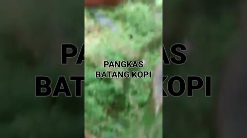 treatmen percabangan kopi #kopi #jurangmangu #coffee