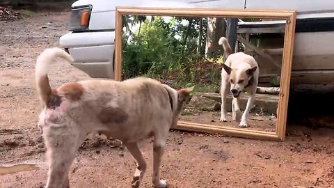 😂 Mirror vs Animal 😂 Viral Clip 😂 Funniest Video Ever 😂