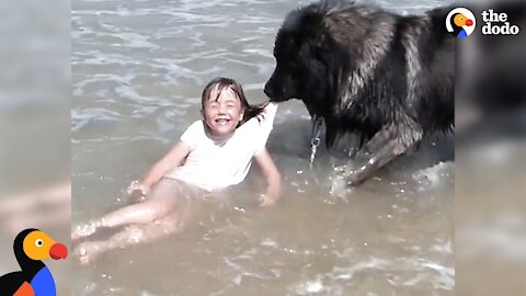 Watch: Hero dog saves his little girl from falling in the ocean