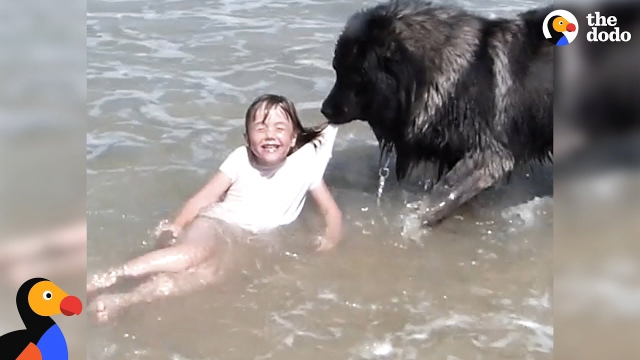 Watch: Hero dog saves his little girl from falling in the ocean