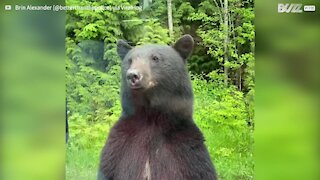 Urso curioso fica de pé para ver interior do carro