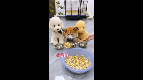 Pawsitively Jealous: When Funny Dogs Get Competitive