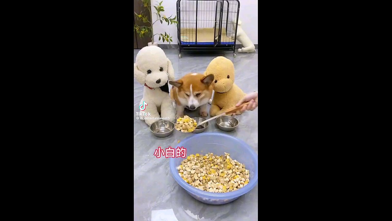Pawsitively Jealous: When Funny Dogs Get Competitive