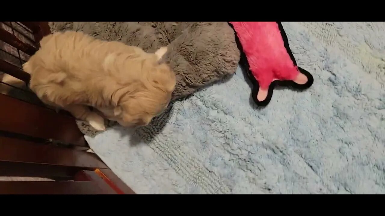 W Litter - So Playful(2)