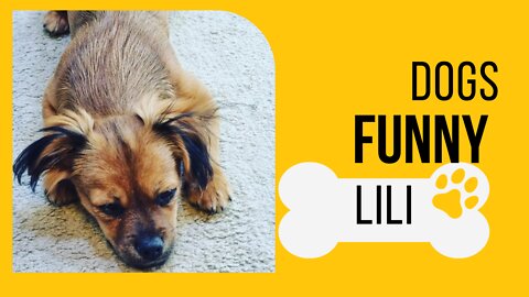 I fall in love with my dog lili