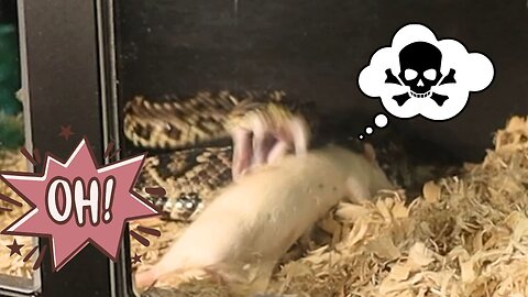 Venomous Rattlesnake Lands Major Envenomation On This Unsuspecting Rat