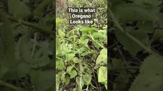 This is what oregano looks like #Ecuador #ecuadortravel #ecuadorlife #ecuadorcoast BuildingHomes