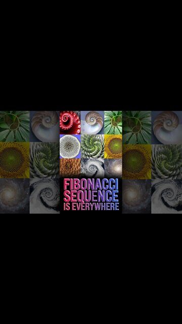 Fibonacci Sequence in Nature 🤯 #shorts