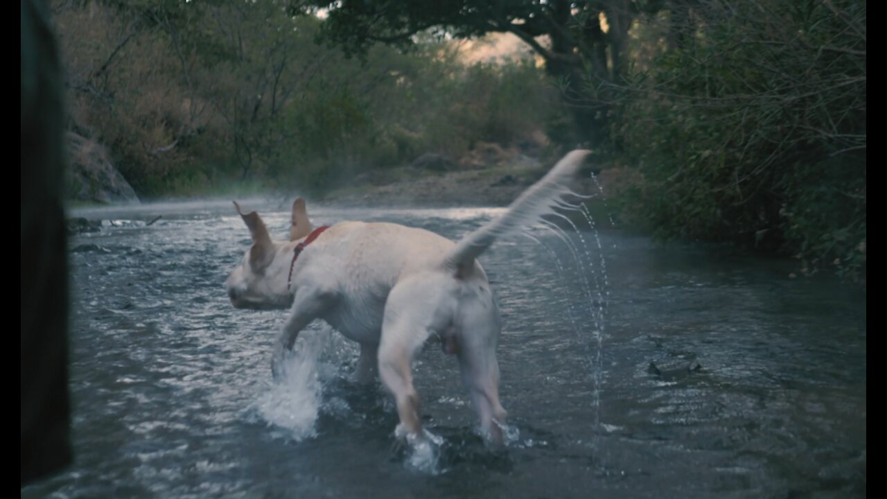 Dog catches a ball in a river new video 2021