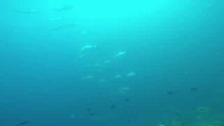 Centenas de tubarões-martelo são avistados na Austrália