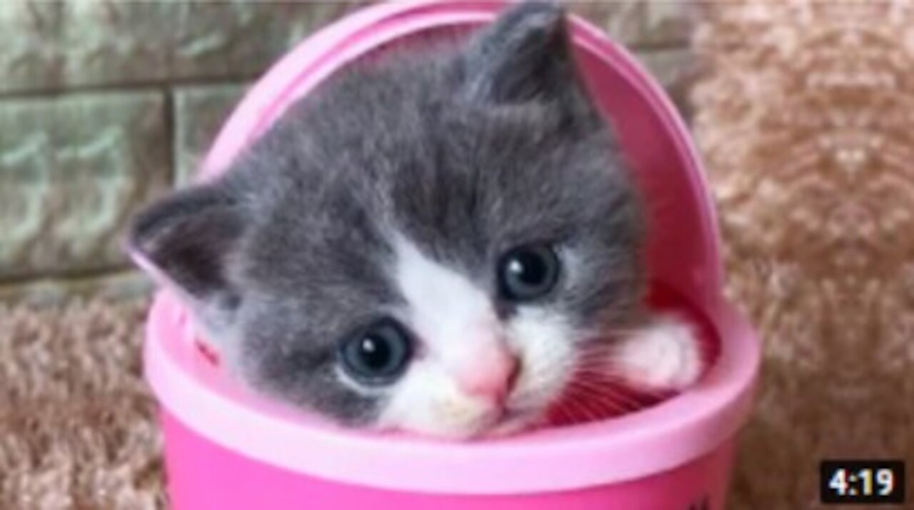 Funny Pets Compilation - Part 6