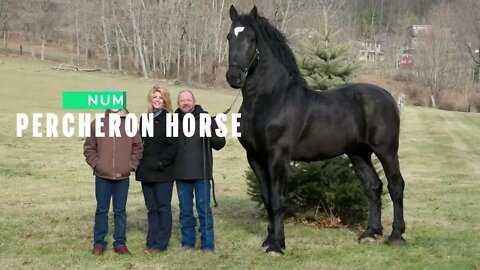 Top 10 Tallest Horses in the World