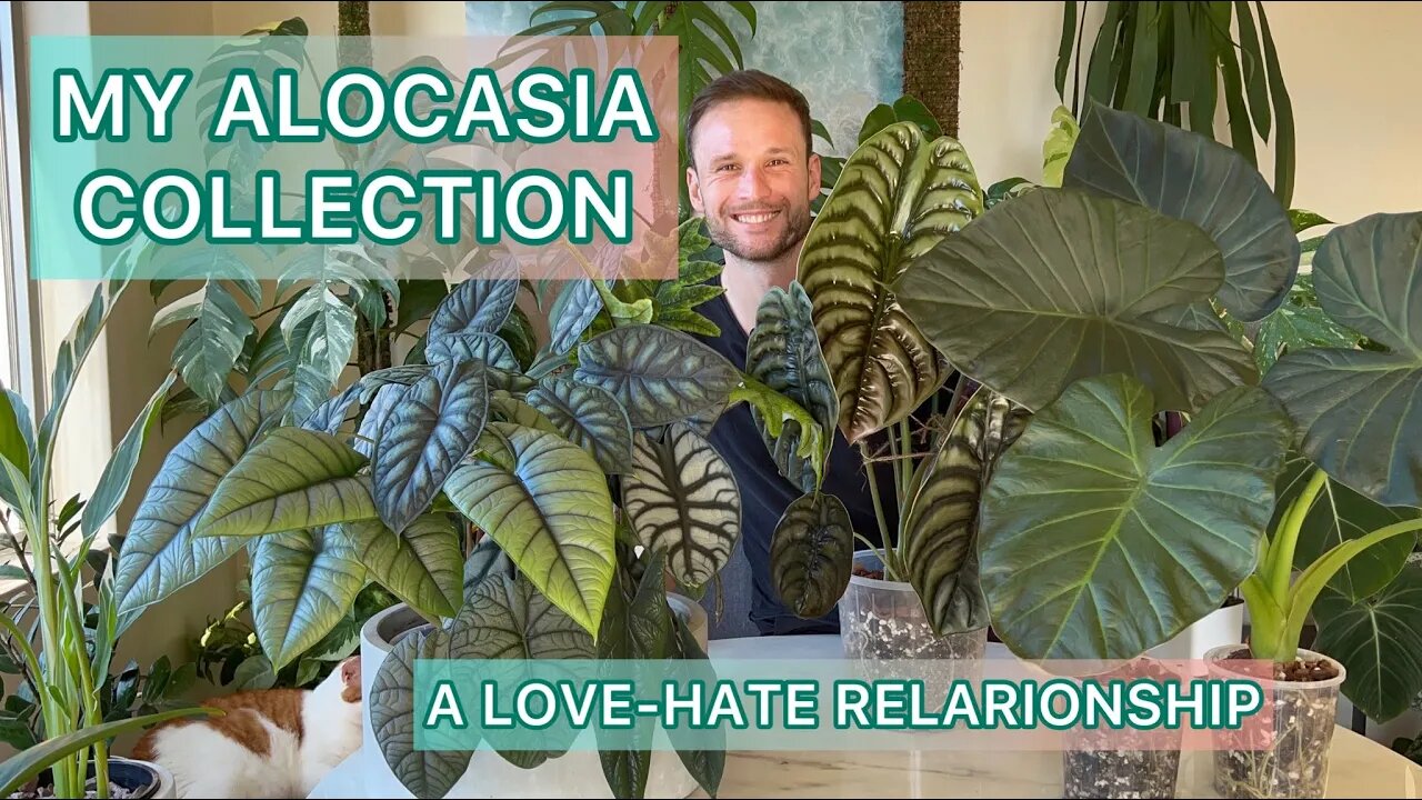 My Alocasia collection - a Love-Hate Relationship