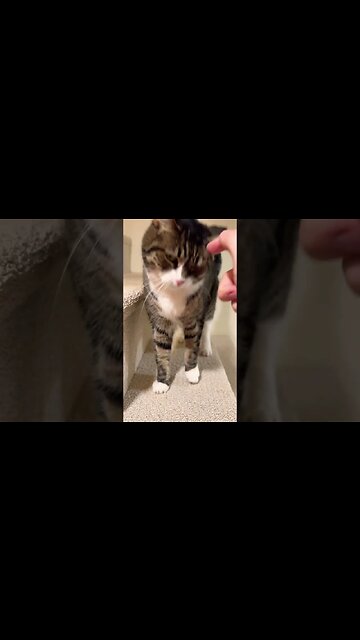 Why Must Cats be So Cute? #cat #meow