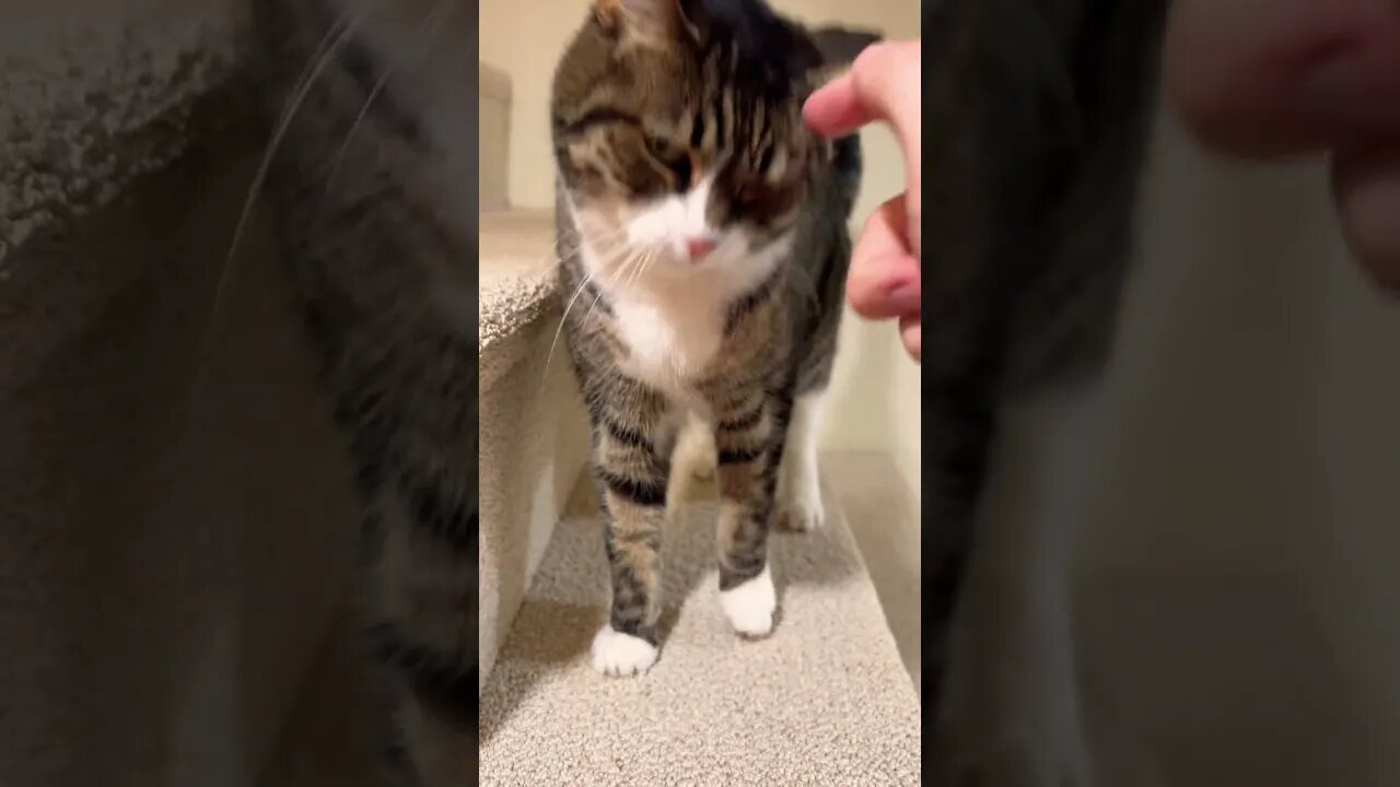 Why Must Cats be So Cute? #cat #meow