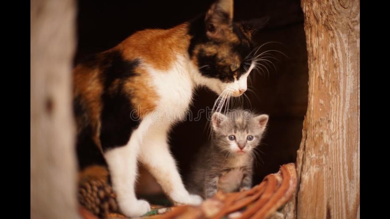 Mamá llama a sus gatitos