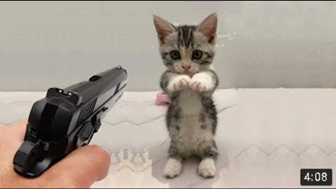 Funniest Animals Video - Funny Dogs And Cats - Try Not To Laugh Animals 2022