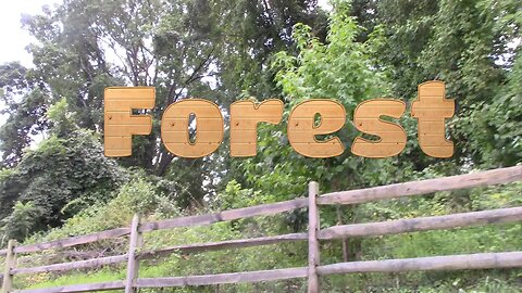 What's Left Of The Forest Near My House! 🌳