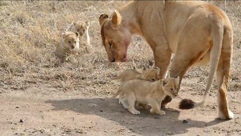 Baby Tigers play along with their parent Tiger