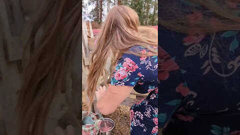 #homestead #simpleliving #farmlife #dairygoats #goats #slowliving #homesteading