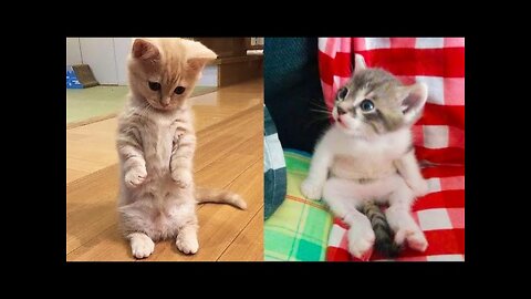 Baby Cats Cute and Funny Cat Videos Compilation