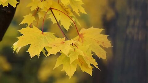 4K Autumn Leaves Drone Aerial View Free Stock Footage Free HD Videos No Copyright