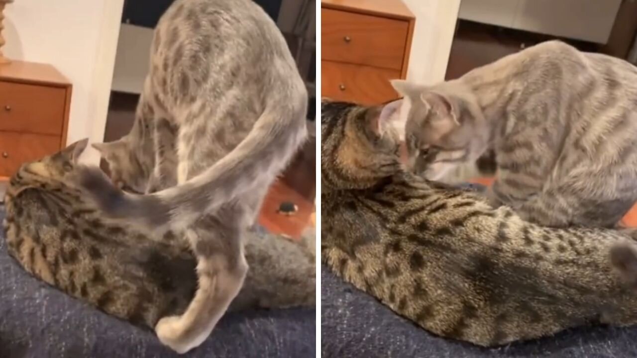 Cat Video | Funny Cats And Cute Kittens 75