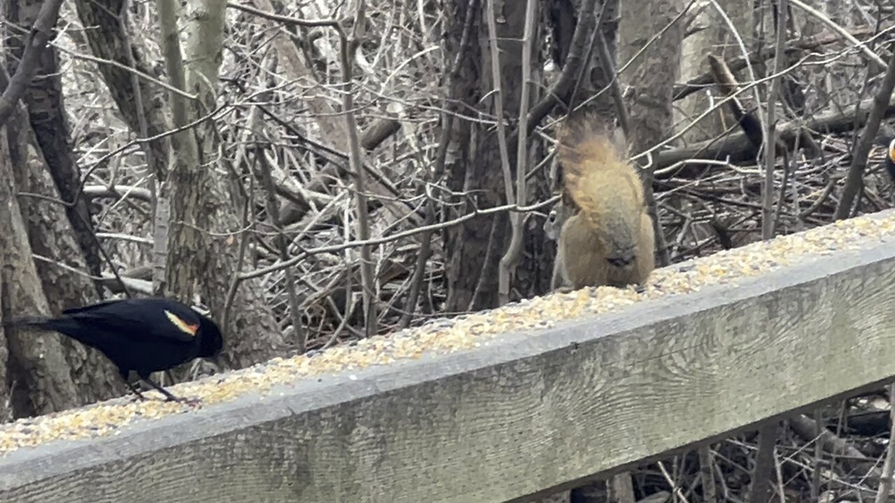 Red-Tailed squirrel and birds