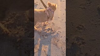 BABY GIRL WATCHES SUNRISE ON ASSATEAGUE ISLAND