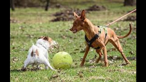 Leash reactive dog training- Dog reactivity training tips and tricks (live)