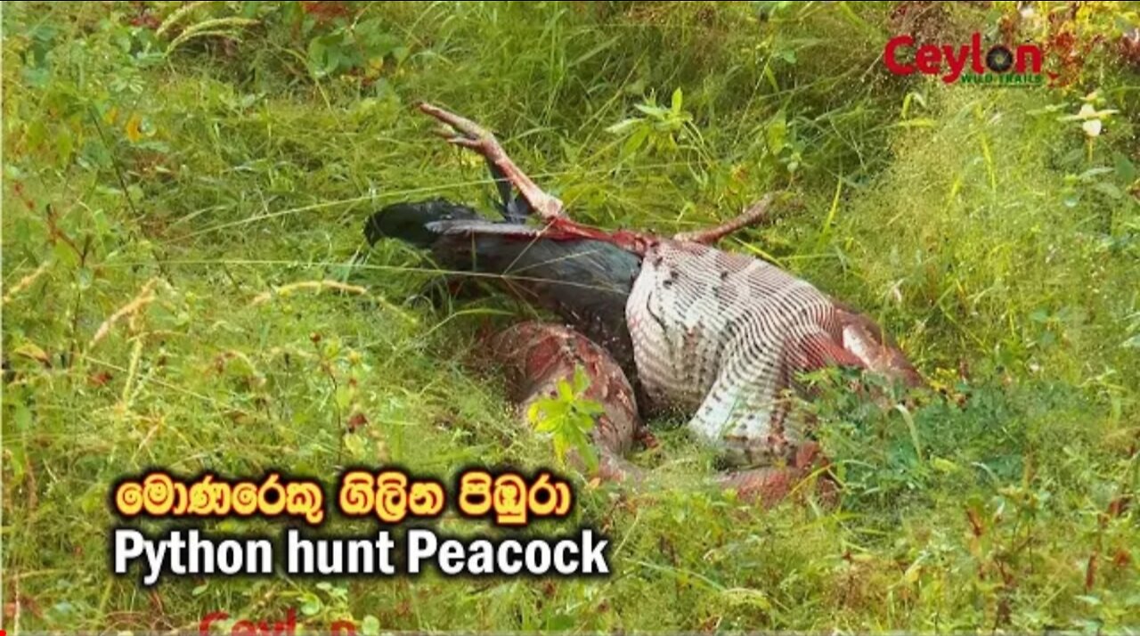 Python eating a Peacock | Yala National Park in Sri Lanka