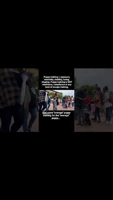 Rottweiler Puppy learning a new way. #dogtraining